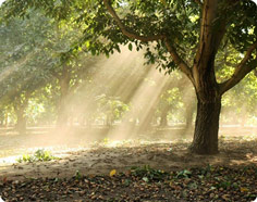 Grove of Walnut Trees