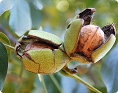 Walnuts on Tree