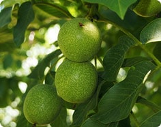 Walnuts Growing on Tree