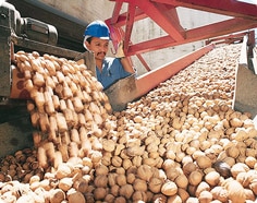 Man Inspecting Walnuts