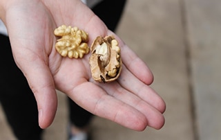 Person holding cracked-open walnut shell.