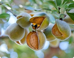 Almonds on Tree