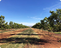 Young Nut Trees