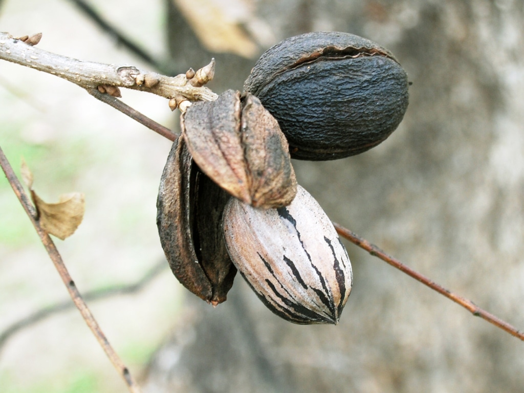 Close-up of pecans on tree branch.