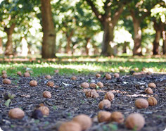 Walnut Crop on Ground