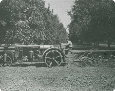 Cultivating Walnuts