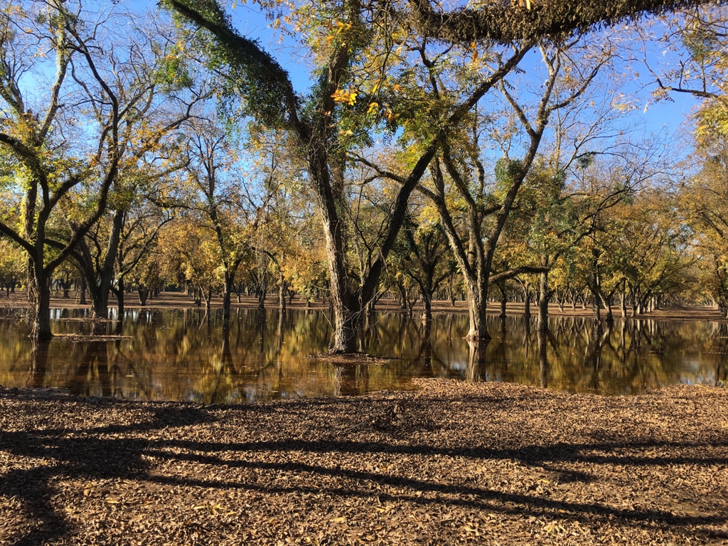 Flooded pecan orchard.