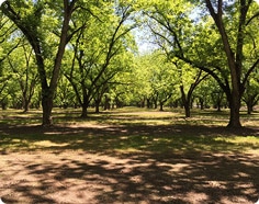 Nut Tree Grove