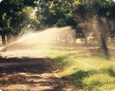 Nut Grove Watering