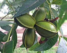 Pecans Growing on a Tree