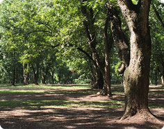 Grove of Nut Trees