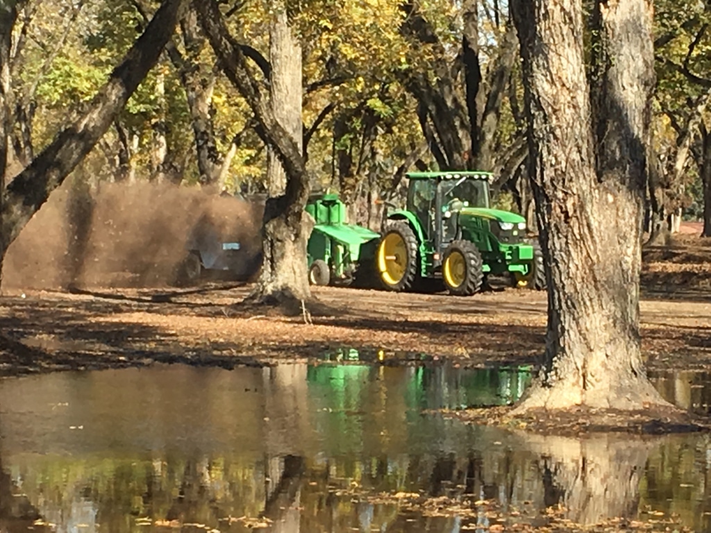 Green tractor harvesting pecans.