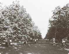 Harvesting Nuts