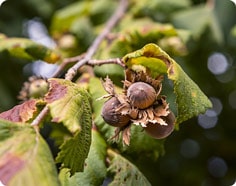 Hazelnut Fruit on Tree