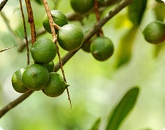 Macadamia Nuts on Tree