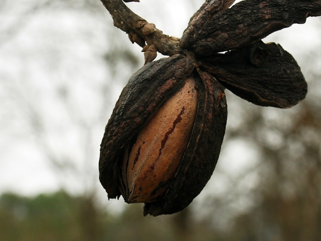 Pecan on tree branch peaking out of shell.