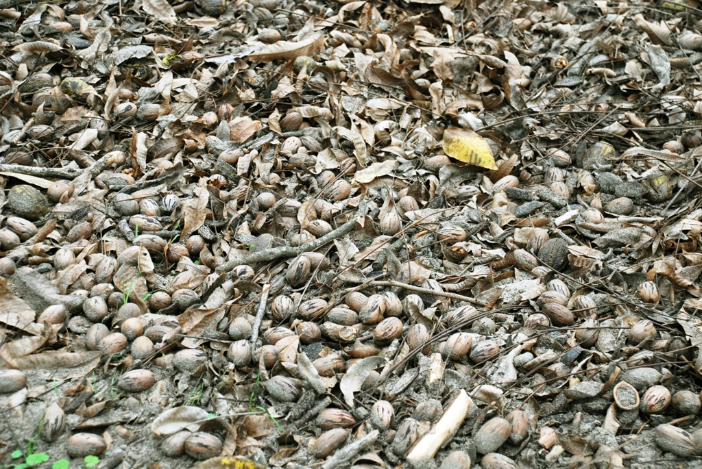 Pecans laying on ground during harvest.