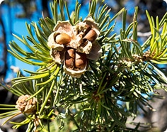 Pine Nuts on Tree