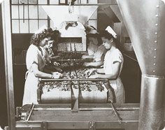 Women Processing Nuts