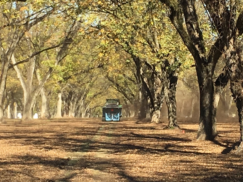 Row of pecan trees during harvest with tractor in background.