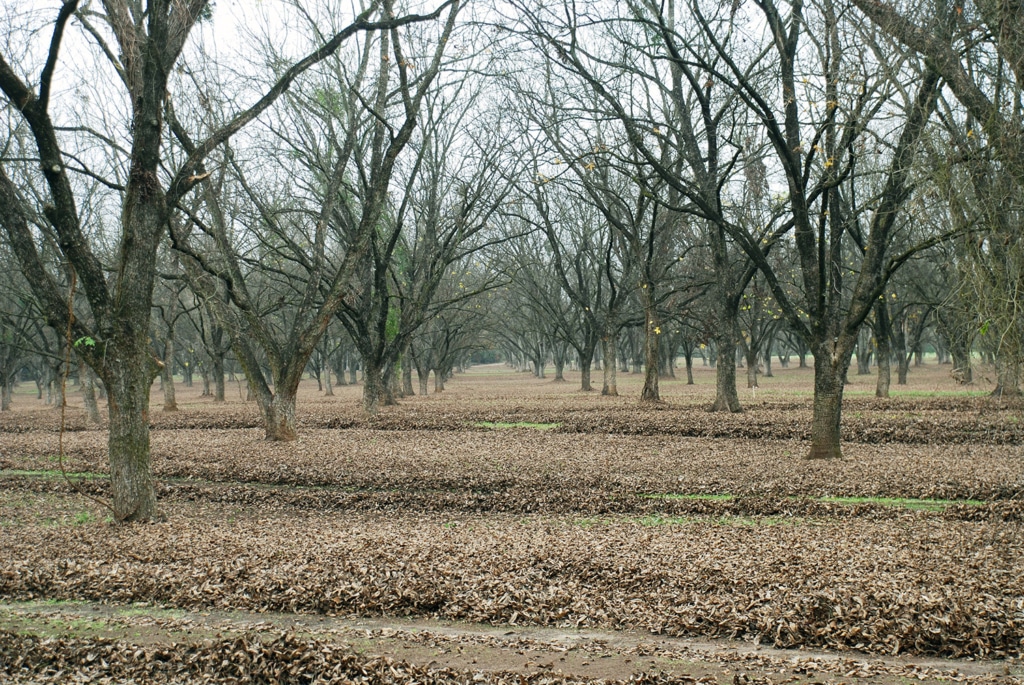 Rows of pecan trees during harvest time.