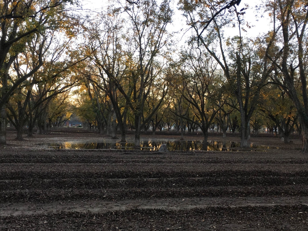 Sunset in pecan field during harvest.