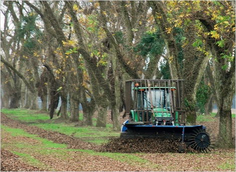 Tractor driving through a pecan farm.