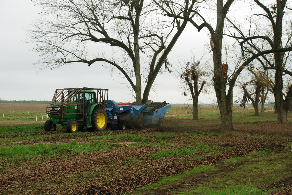 Green tractor harvesting pecans.