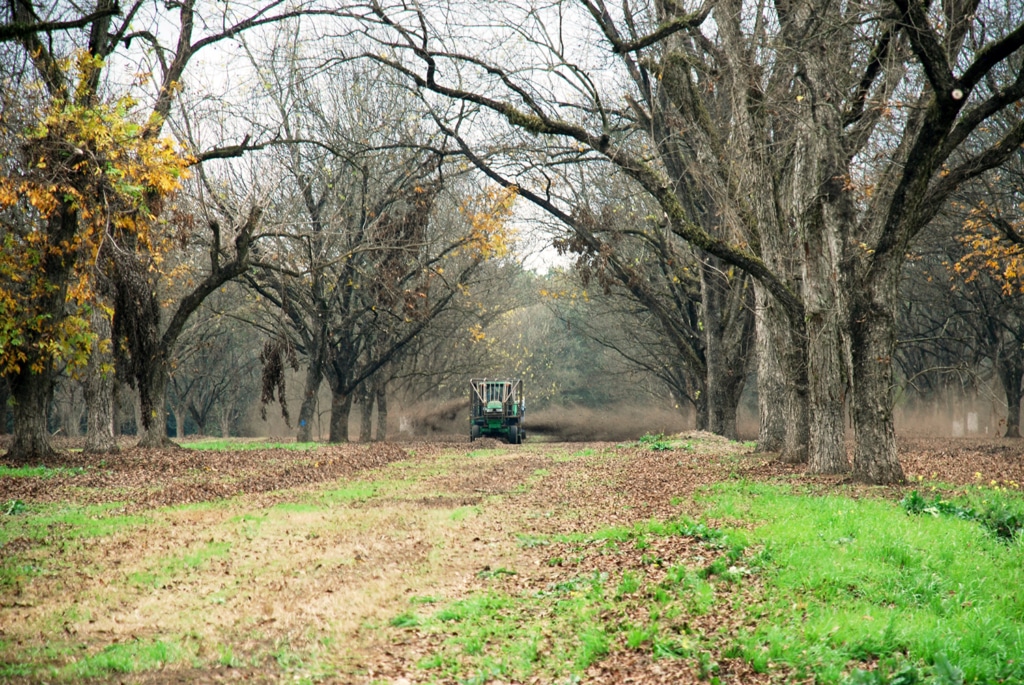 Tractor harvesting pecans.
