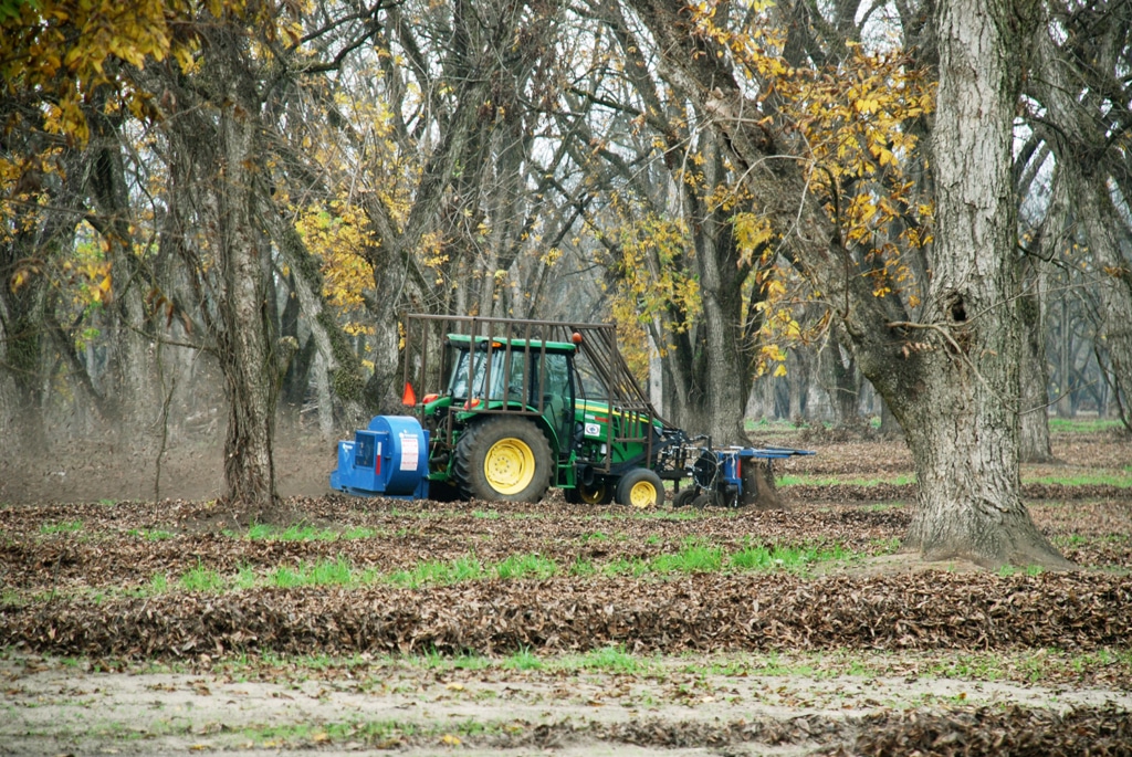 Green tractor harvesting pecans.