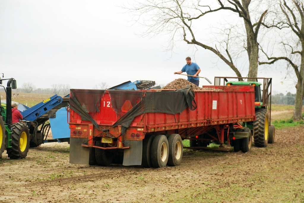 Tractor trailer full of pecans during harvest.