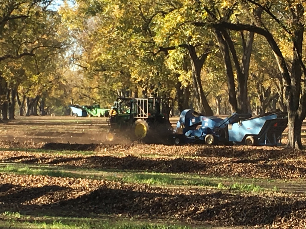 Tractors harvesting pecans.