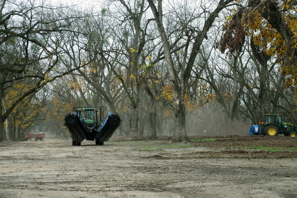 Tractors harvesting pecans in orchard.