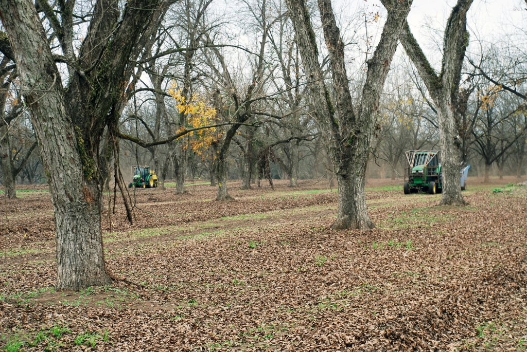 Tractors in field during pecan harvest.